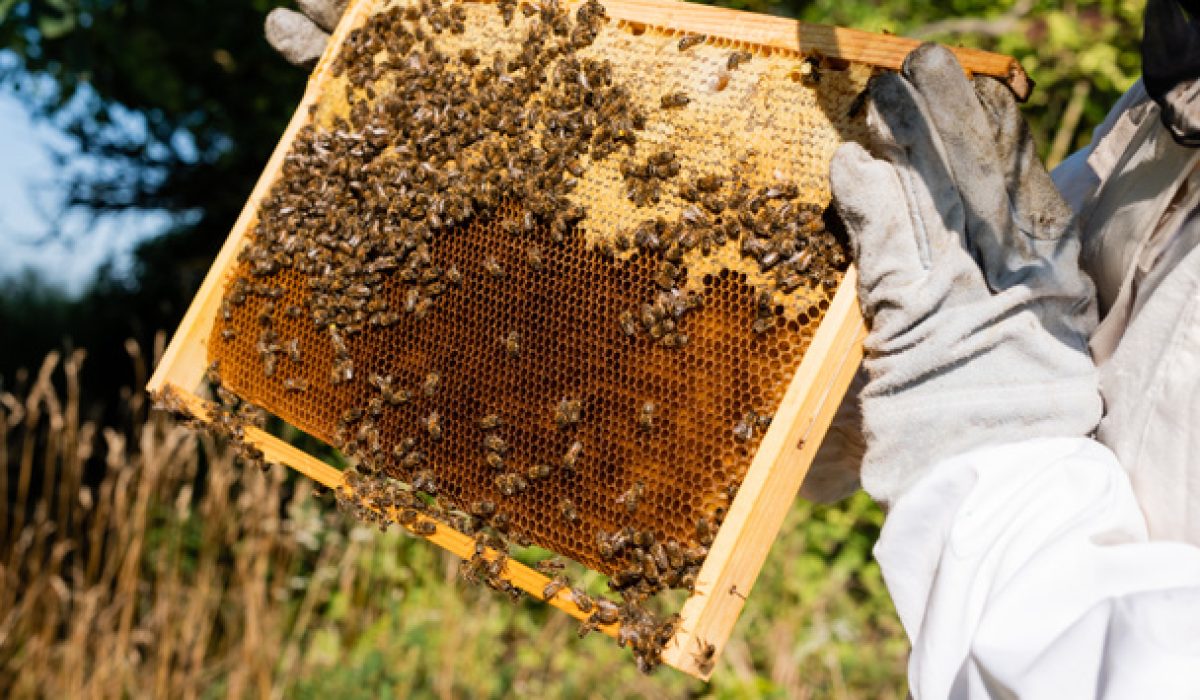 stock-photo-partial-view-apiarist-holding-frame